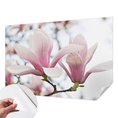 Motivtapete nach Maß mit Motiv der Magnolienblüten