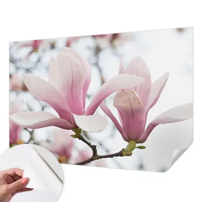 Motivtapete nach Maß mit Motiv der Magnolienblüten