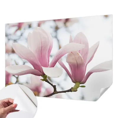 Motivtapete nach Maß mit Motiv der Magnolienblüten
