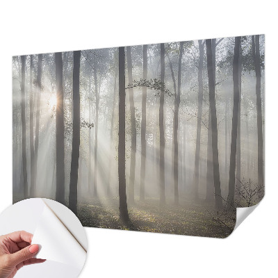 Hochwertige Bildtapete Ätherischer Wald