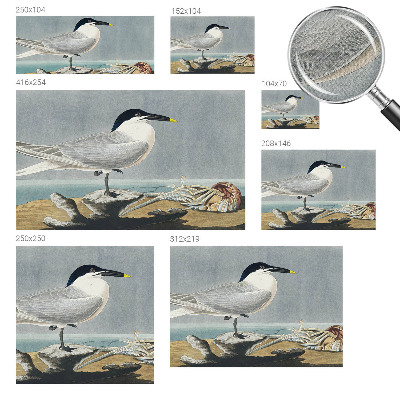 Selbstklebende Fototapete fürs Kinderzimmer mit einem ornithologischen Motiv