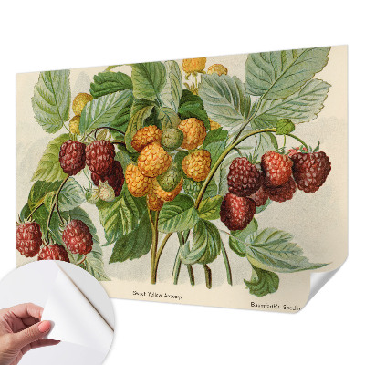 Selbstklebende Fototapete mit klassischem Himbeeren-Motiv