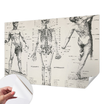 Fototapete in 3D-Optik mit klassischer Anatomie als Motiv