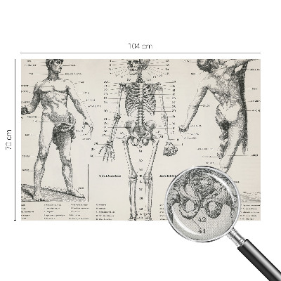 Fototapete in 3D-Optik Klassische Anatomie