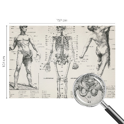 Fototapete in 3D-Optik mit klassischer Anatomie als Motiv