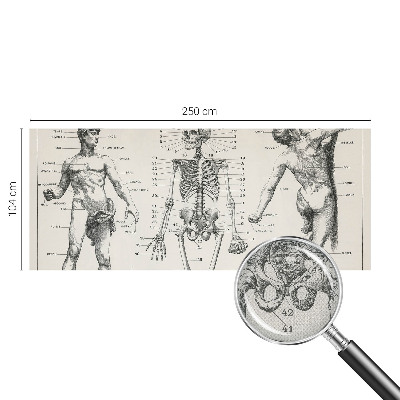 Fototapete in 3D-Optik mit klassischer Anatomie als Motiv