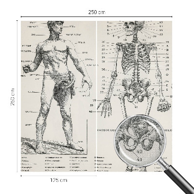 Fototapete in 3D-Optik mit klassischer Anatomie als Motiv