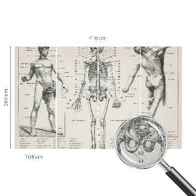 Fototapete in 3D-Optik mit klassischer Anatomie als Motiv
