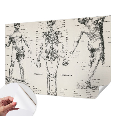 Fototapete in 3D-Optik mit klassischer Anatomie als Motiv