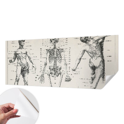 Fototapete in 3D-Optik mit klassischer Anatomie als Motiv