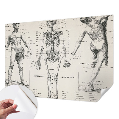Fototapete in 3D-Optik mit klassischer Anatomie als Motiv
