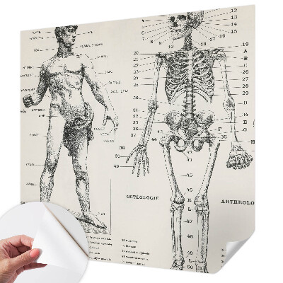Fototapete in 3D-Optik mit klassischer Anatomie als Motiv