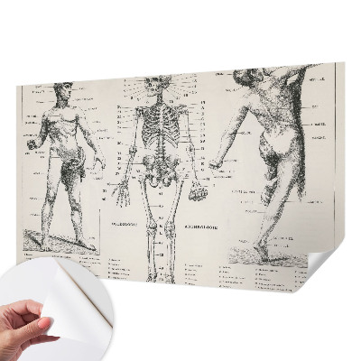 Fototapete in 3D-Optik mit klassischer Anatomie als Motiv