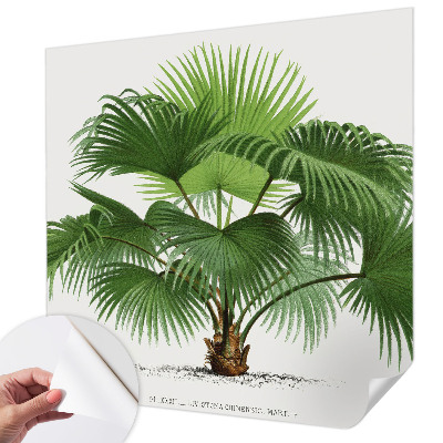 Motivtapete fürs Wohnzimmer Exotische Palme