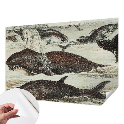 Selbstklebende Fototapete fürs Wohnzimmer Meerestiere