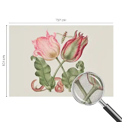Selbstklebende Fototapete mit Motiv „Tulpenschönheit“
