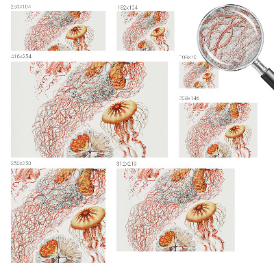 Selbstklebende Fototapete Zierqualle