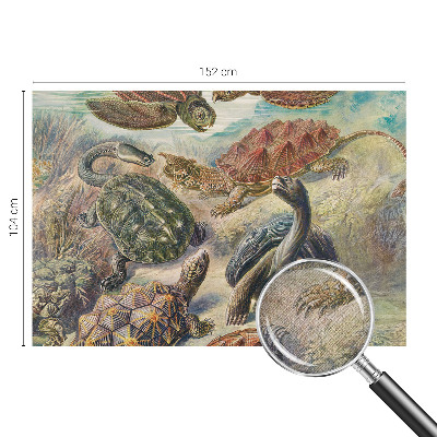 Selbstklebende Fototapete fürs Wohnzimmer mit Motiv einer Schildkrötenfauna