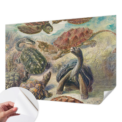 Selbstklebende Fototapete fürs Wohnzimmer mit Motiv einer Schildkrötenfauna