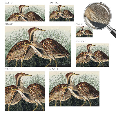 Moderne Fototapete nach Maß mit realistischen Vogelmotiven