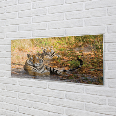 Acrylglasbilder Tiger