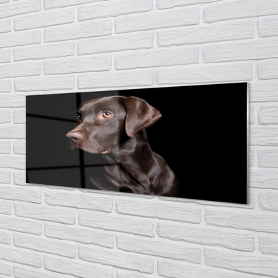 Acrylglasbilder Brauner hund