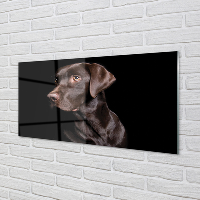 Acrylglasbilder Brauner hund