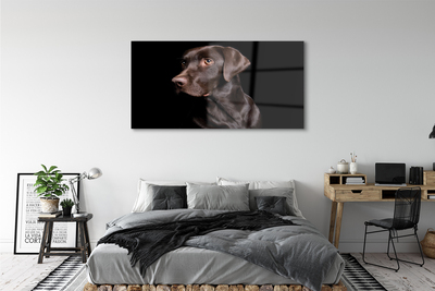 Acrylglasbilder Brauner hund