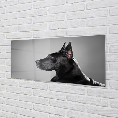 Acrylglasbilder Schwarzer hund