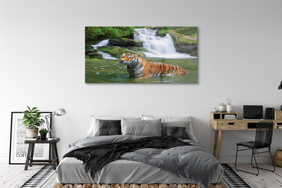 Acrylglasbilder Fallendem wasser tiger