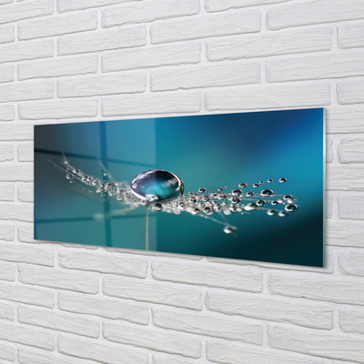 Acrylglasbilder Löwenzahn-makro tropfen