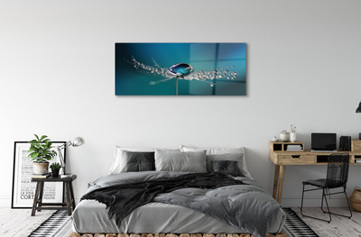 Acrylglasbilder Löwenzahn-makro tropfen