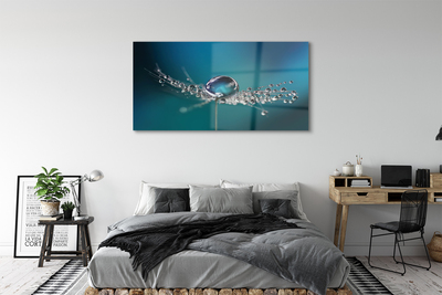 Acrylglasbilder Löwenzahn-makro tropfen