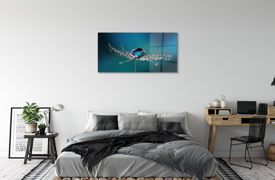 Acrylglasbilder Löwenzahn-makro tropfen
