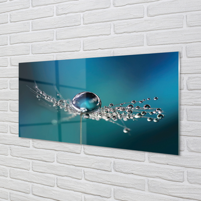 Acrylglasbilder Löwenzahn-makro tropfen
