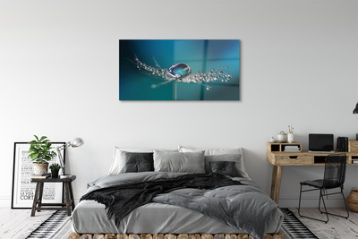 Acrylglasbilder Löwenzahn-makro tropfen