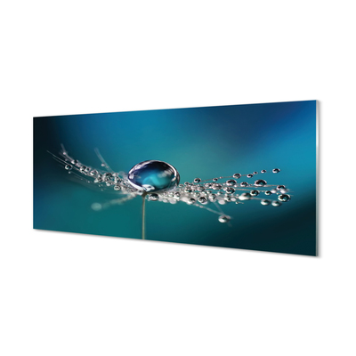 Acrylglasbilder Löwenzahn-makro tropfen