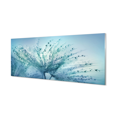 Acrylglasbilder Löwenzahn-makro tropfen