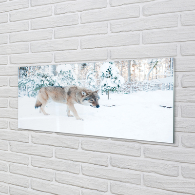 Acrylglasbilder Loup winterwald