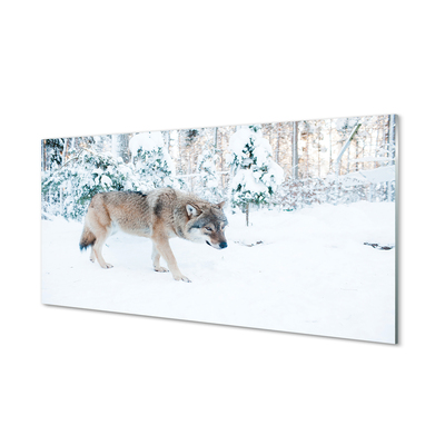 Acrylglasbilder Loup winterwald