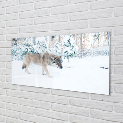 Acrylglasbilder Loup winterwald