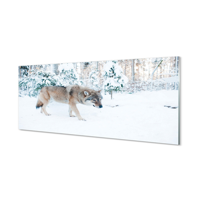 Acrylglasbilder Loup winterwald