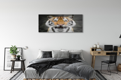 Acrylglasbilder Tiger