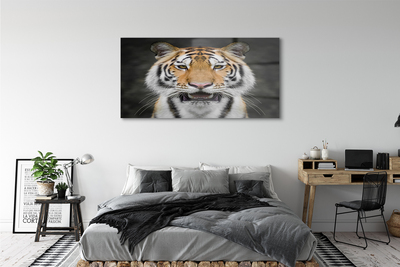 Acrylglasbilder Tiger