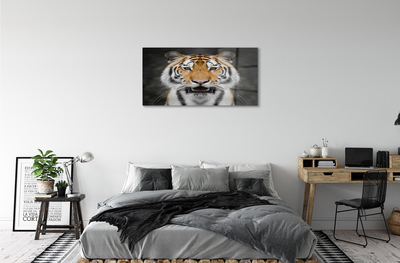 Acrylglasbilder Tiger