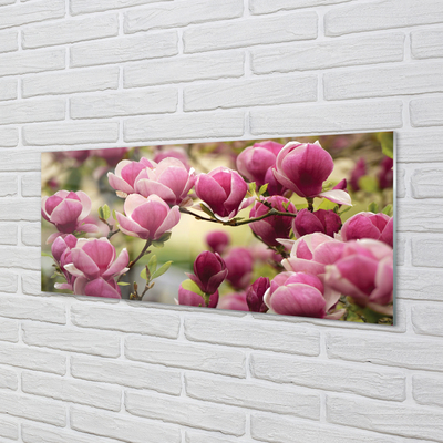 Acrylglasbilder Blühenden bäumen