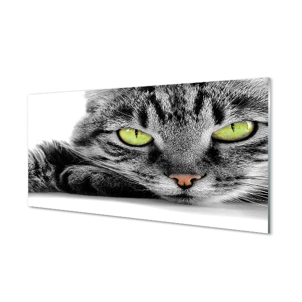 Acrylglasbilder Grau-schwarze katze