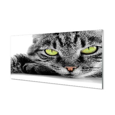 Acrylglasbilder Grau-schwarze katze