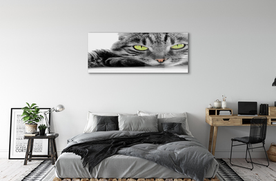 Acrylglasbilder Grau-schwarze katze