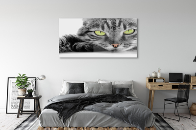 Acrylglasbilder Grau-schwarze katze